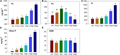 Soil Microbial Composition and phoD Gene Abundance Are Sensitive to Phosphorus Level in a Long-Term Wheat-Maize Crop System